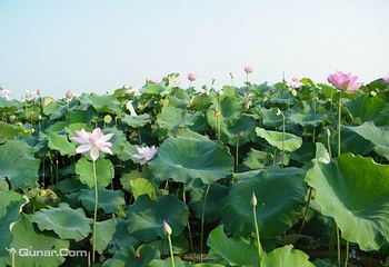 鑫农湖荷花湿地公园第 4 张图片