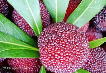 大青虫蔬果园第 3 张图片