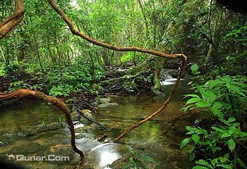 罗城水上相思林第 3 张图片