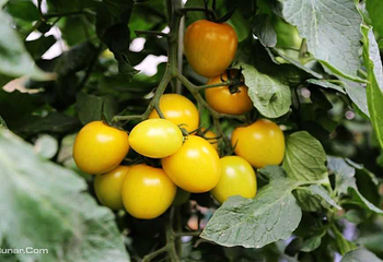 天津宏宇蔬菜草莓采摘第 5 张图片