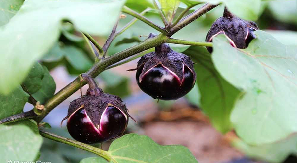 天津宏宇蔬菜草莓采摘