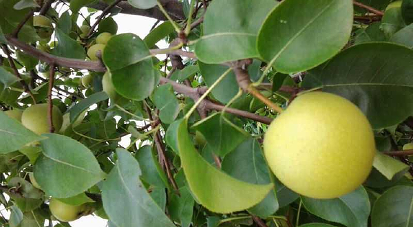 浦田有机生态农业园