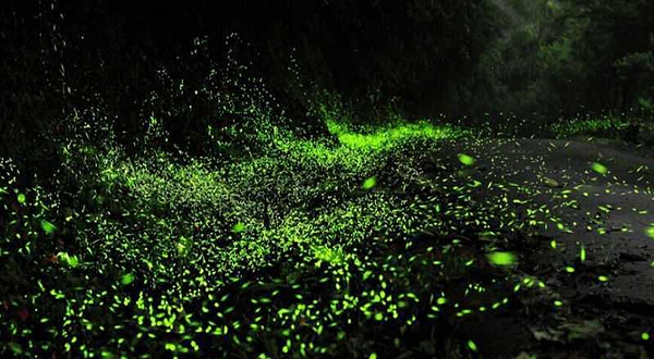 苏州萤火虫主题园