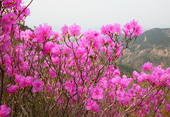 沂蒙山旅游区沂山景区第 43 张图片