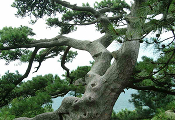 沂蒙山旅游区沂山景区第 47 张图片