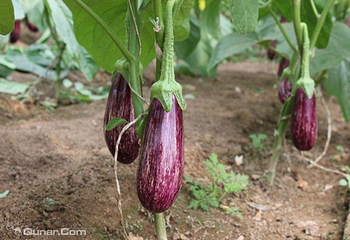 北京南口南农特菜园第 4 张图片