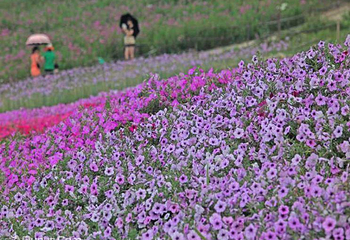 宜昌云中花海第 9 张图片
