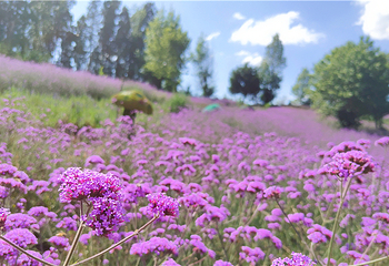 百花箐山谷景区第 22 张图片