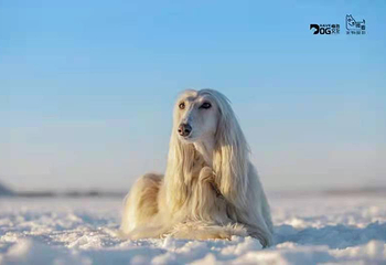 宠物滑雪乐园第 2 张图片