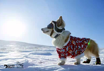 宠物滑雪乐园第 3 张图片