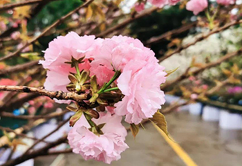 赣州瑞金洁源樱花谷第 1 张图片