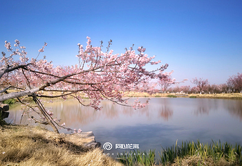 同心花海第 4 张图片