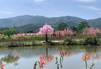 新作塘花海第 6 张图片