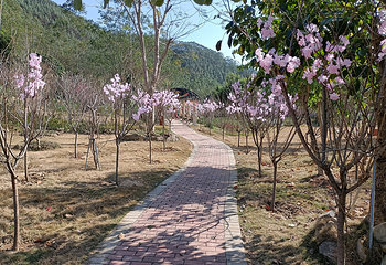 茶山樱花谷主题景区第 10 张图片