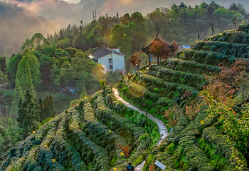 茶溪谷第 24 张图片