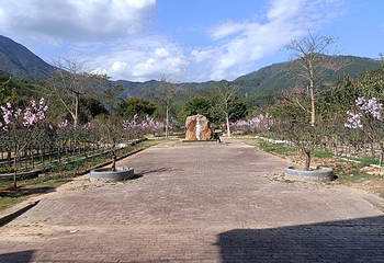茶山樱花谷主题景区第 15 张图片