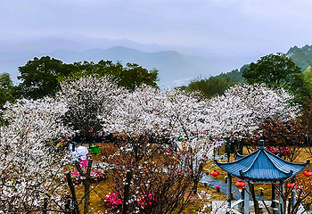 株洲婆仙岭樱花园第 12 张图片