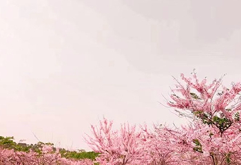 儋州蓝洋樱花庄园第 8 张图片