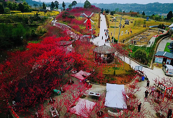巴山花海第 10 张图片