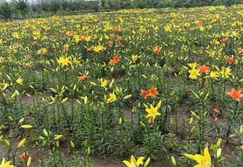 辽宁凤城草河国家湿地公园第 12 张图片