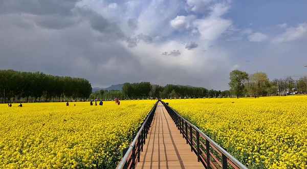 2021北京怪村油菜花节