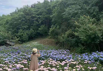 鹿野花塔第 42 张图片