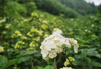 鹿野花塔第 12 张图片