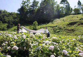 鹿野花塔第 32 张图片