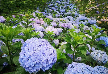 鹿野花塔第 9 张图片