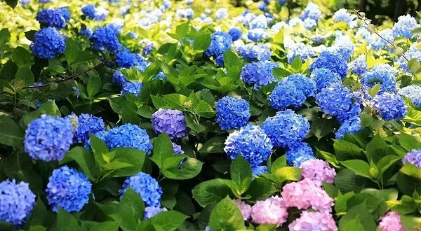 普罗雅庭妖媚花仙谷