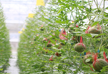 乐禾番茄农业产业园第 12 张图片