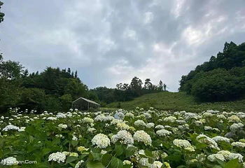 鹿野花塔第 14 张图片