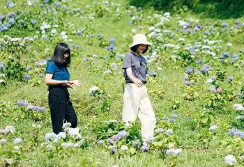 鹿野花塔第 18 张图片