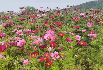 铃兰花海乐园第 3 张图片