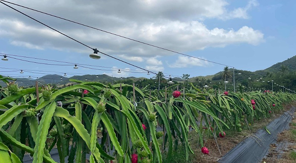 三亚红花生态园共享农庄