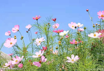 铃兰花海乐园第 5 张图片