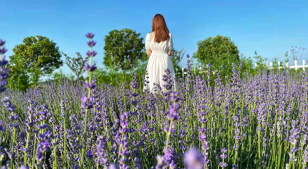 梁子湖薰衣草牧场