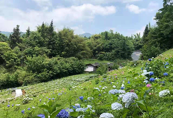 鹿野花塔第 7 张图片