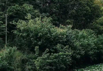 鹿野花塔第 38 张图片