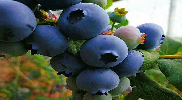 蓝彩虹蓝莓采摘基地