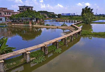 江门古劳水乡旅游区第 10 张图片
