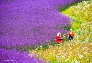 边麻沟花海第 4 张图片