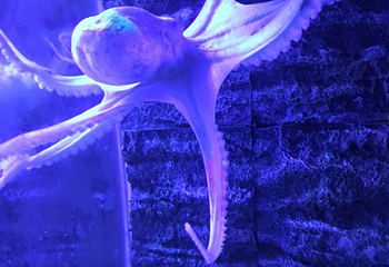 海错馆第 17 张图片