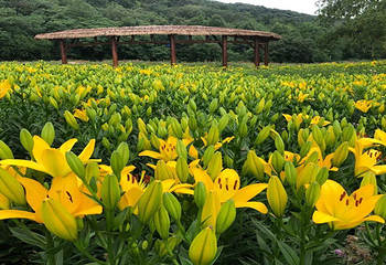 花语神兽童话王国第 2 张图片