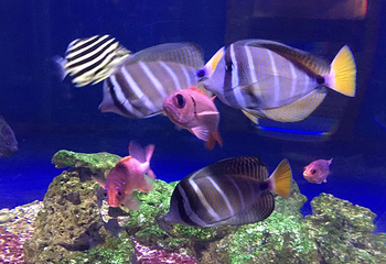 海错馆第 14 张图片