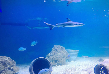 海错馆第 15 张图片