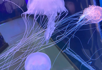 海错馆第 10 张图片