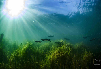 零海拔潜水第 6 张图片