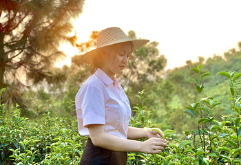 英西峰林·T三有机茶园第 13 张图片
