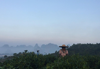 英西峰林·T三有机茶园第 15 张图片